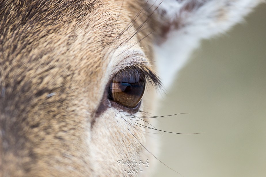 Fossil Rim_20171229_114