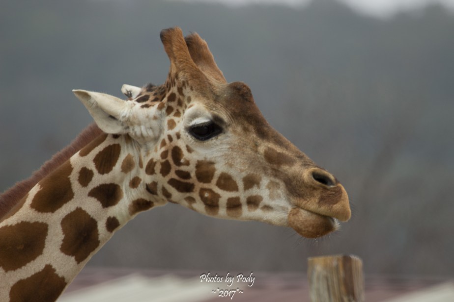 Fossil Rim_20171229_128