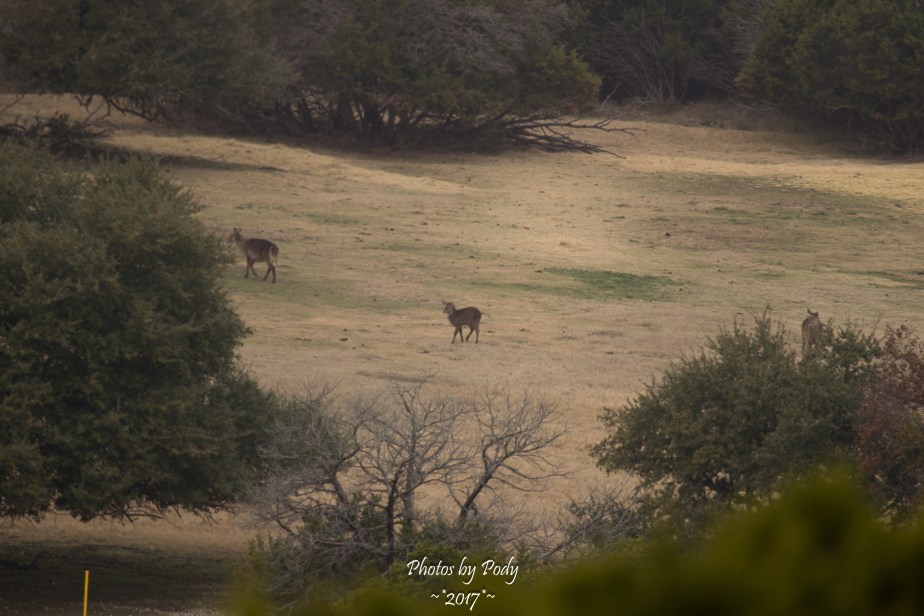 Fossil Rim_20171229_179