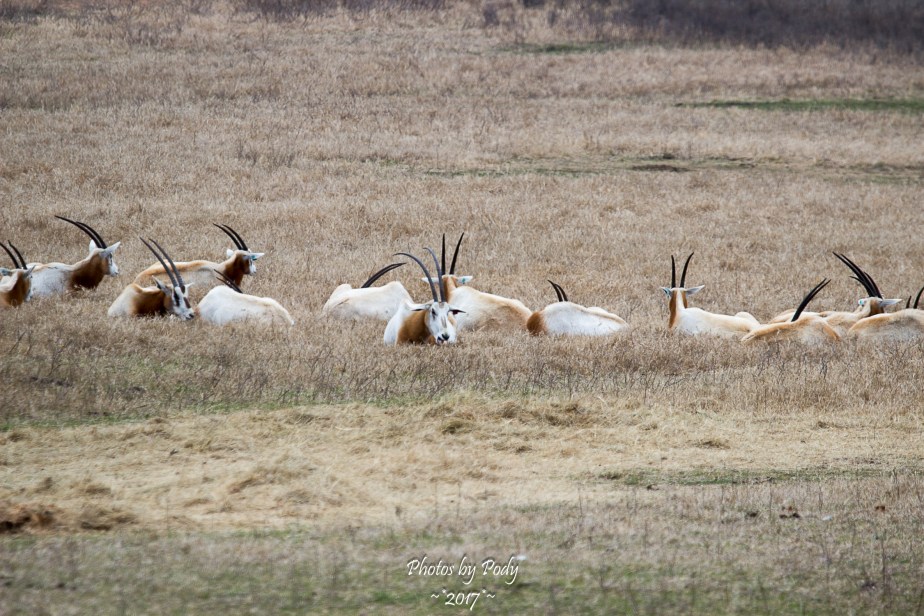Fossil Rim_20171229_190