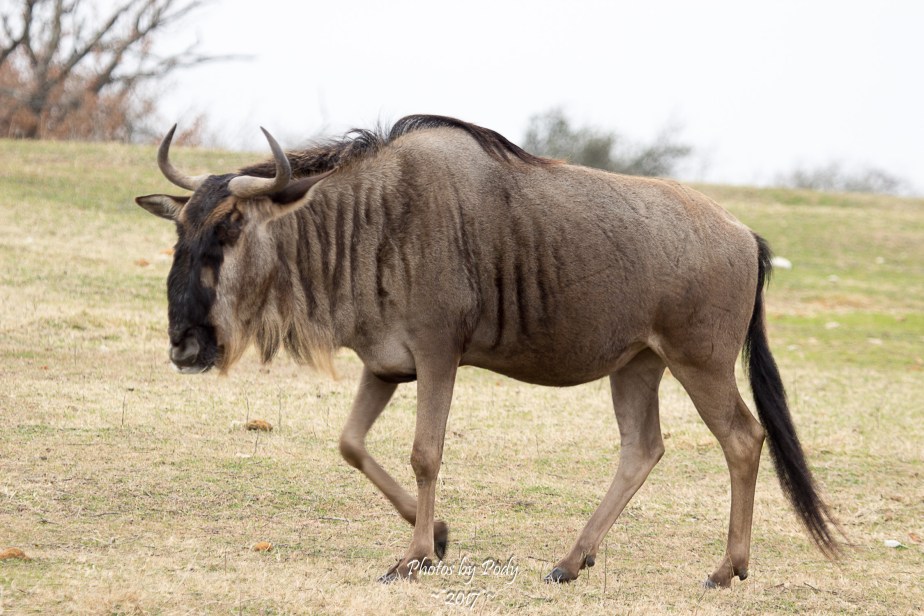 Fossil Rim_20171229_199