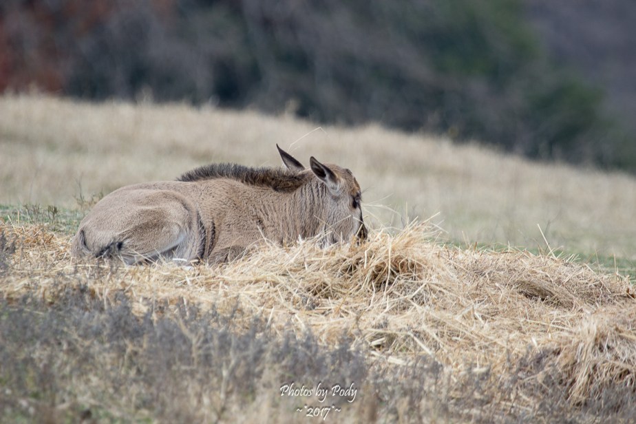 Fossil Rim_20171229_202
