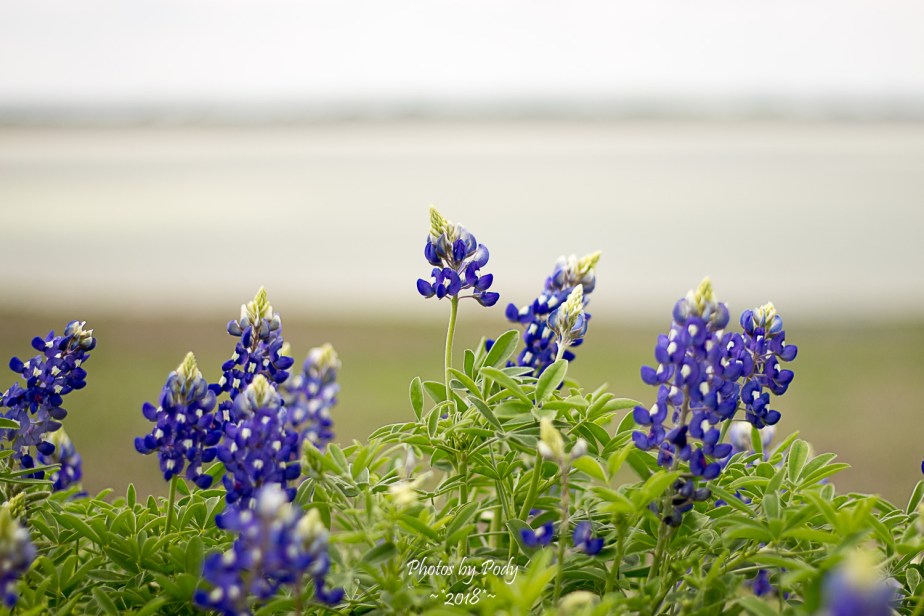 Ennis Trip Spring 2018_20180331_068