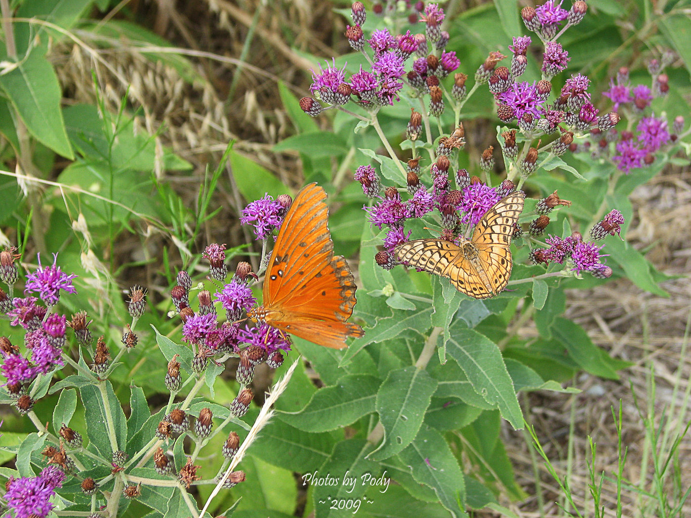 Arbor_Hills_20090726_009