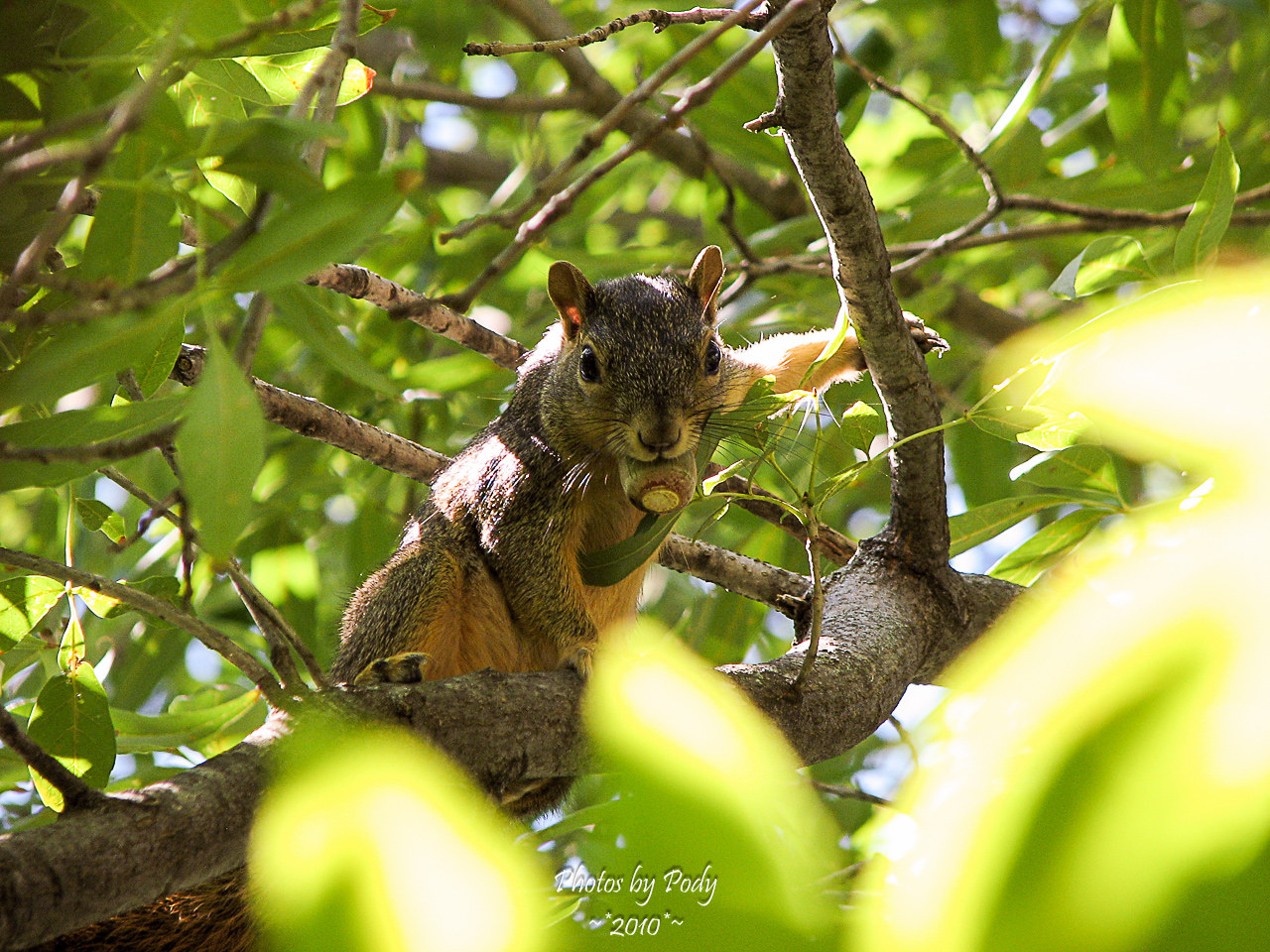 Arbouretum_20101002_148