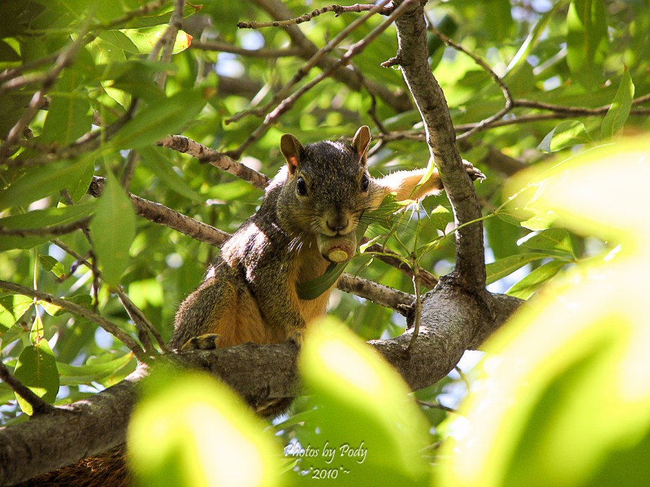 Arbouretum_20101002_148