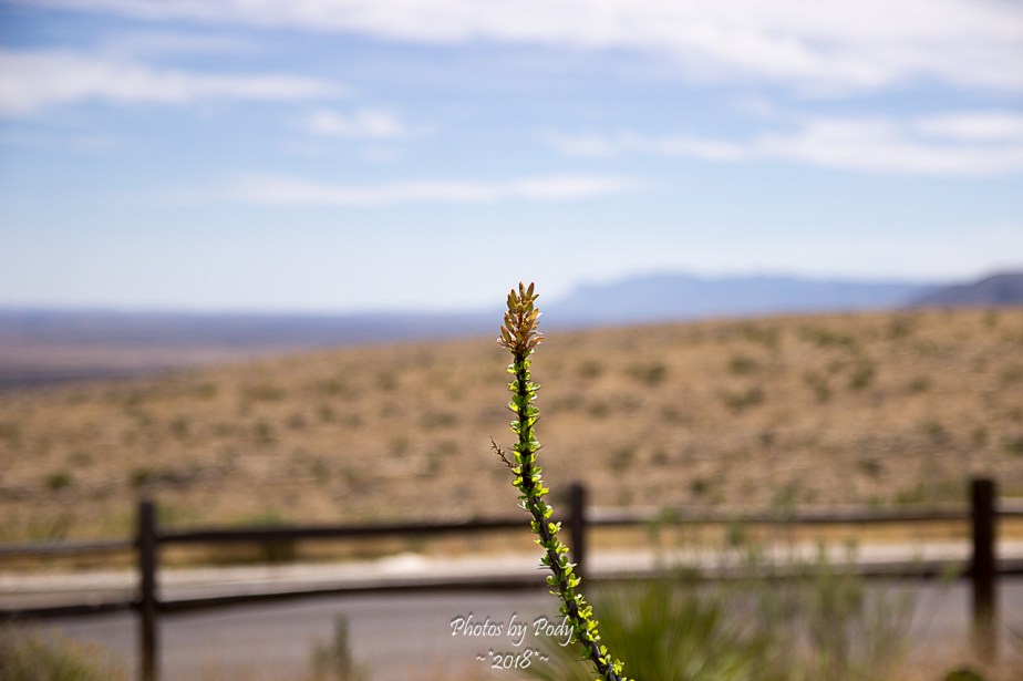 Carlsbad Caverns_20180526_024
