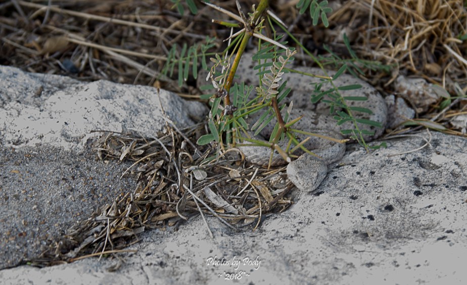 Carlsbad Caverns_20180526_204