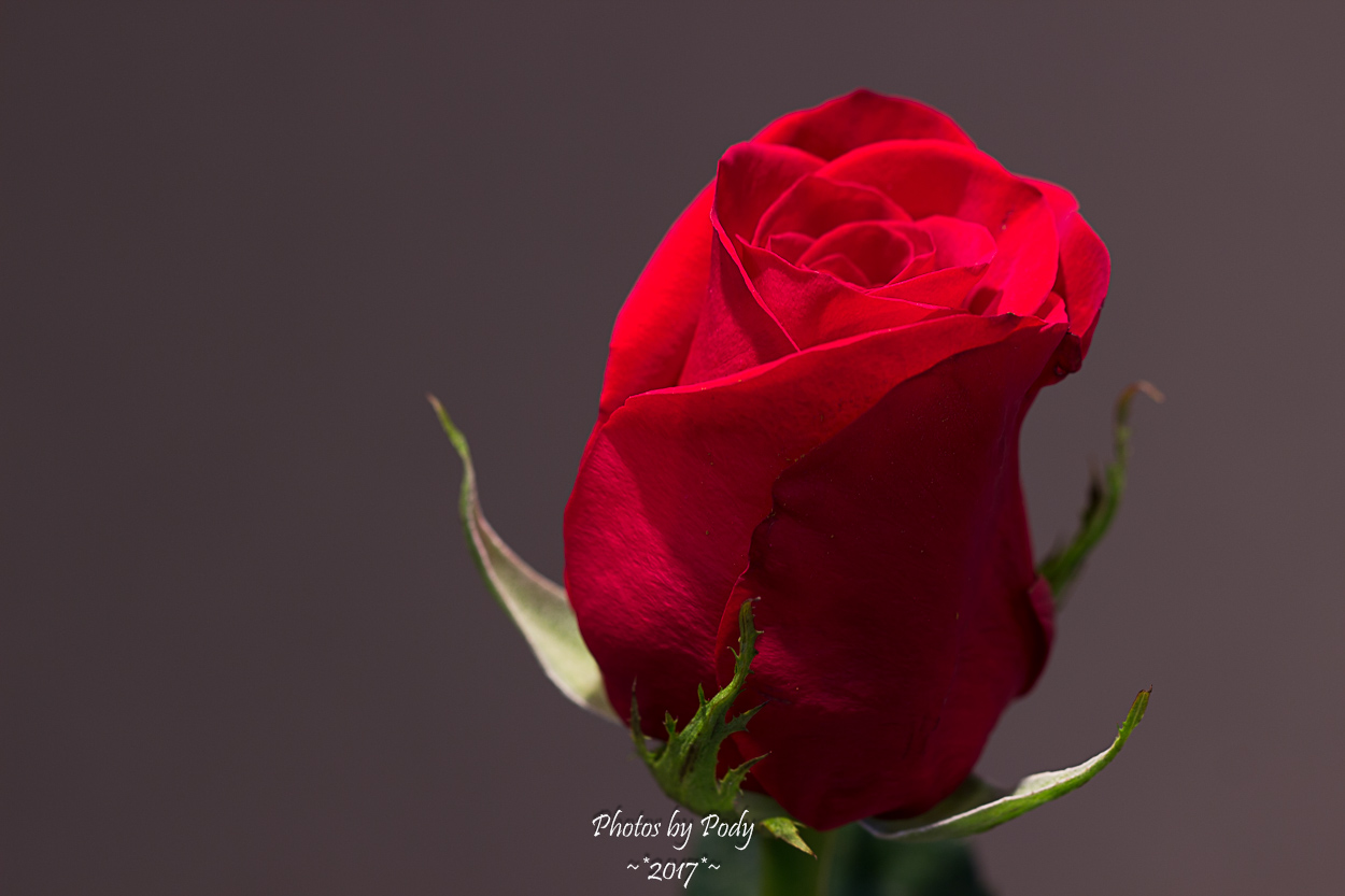 Canon 100mm Macro Flowers_20171018_045