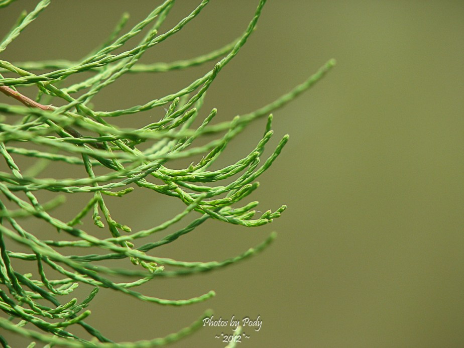 Ft_Worth_Botanical_Garden_20120513_055