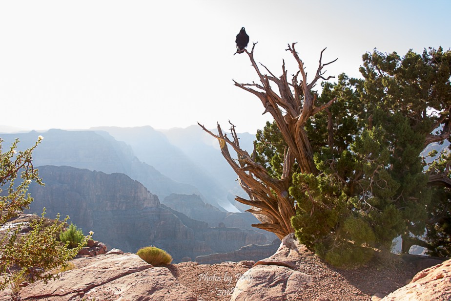 Grand Ganyon West_20180806_046