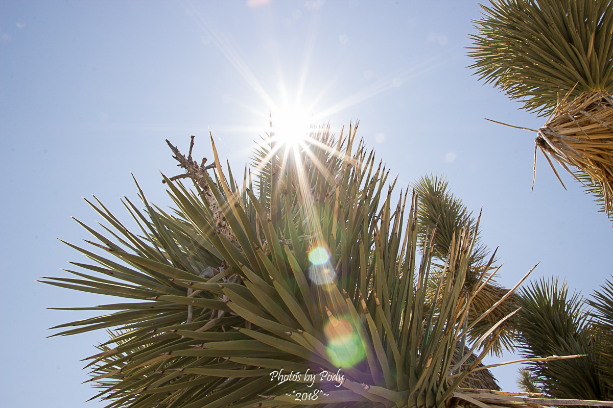 Joshua Tree_20180806_006