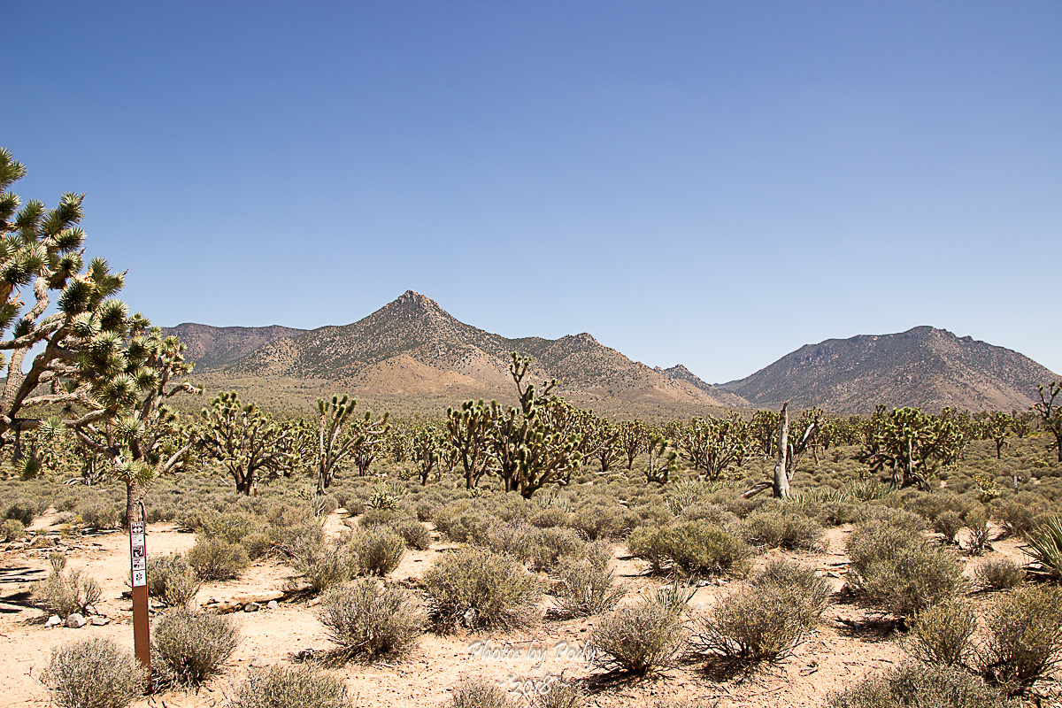 Joshua Tree_20180806_015