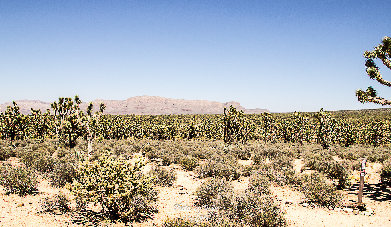Joshua Tree_20180806_016