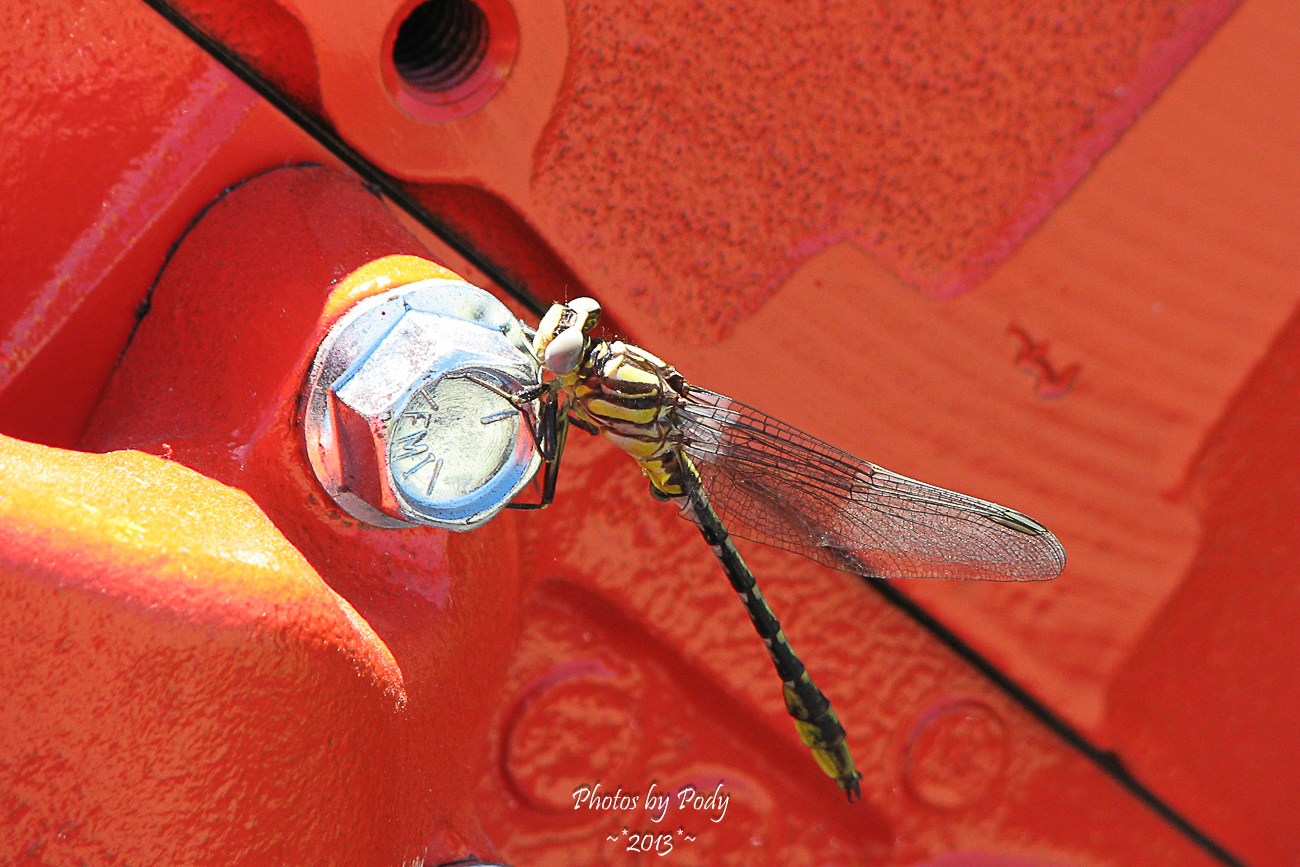 New Braunfels Swap Meet_20130420_032