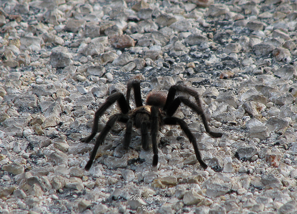 Wimberly_20130601_040
